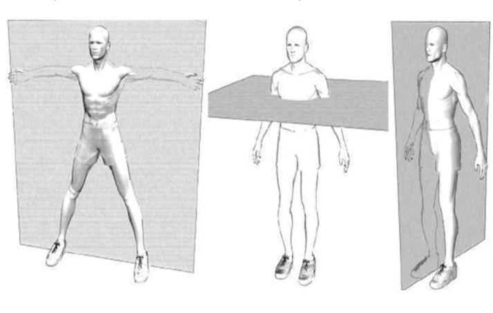 Вертикальная ось упражнения. Упражнения в плоскостях человека. Плоскости движения тела человека упражнения. Сагиттальная ось упражнения. Плоскости движения рук.